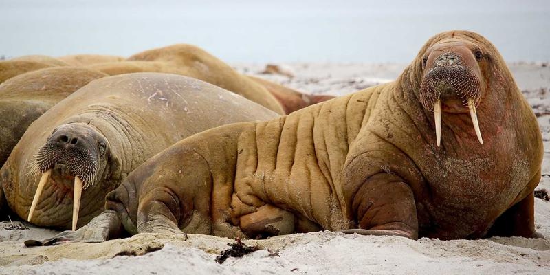 维诺斯特视角：解锁组织发展新动能，业务流程优化如何重塑企业竞争力